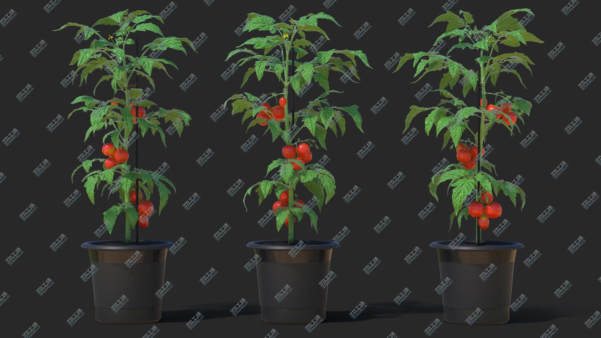 images/goods_img/202105072/3D model Red Tomato Plant Grown Pot/2.jpg